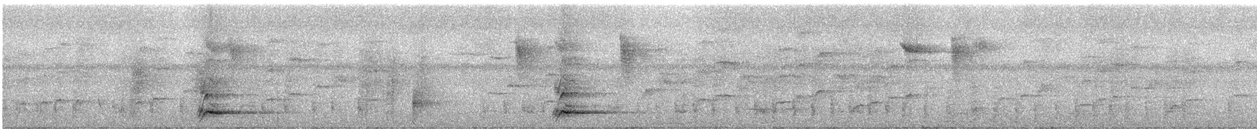 Сверкающий дронго (longirostris) - ML247124