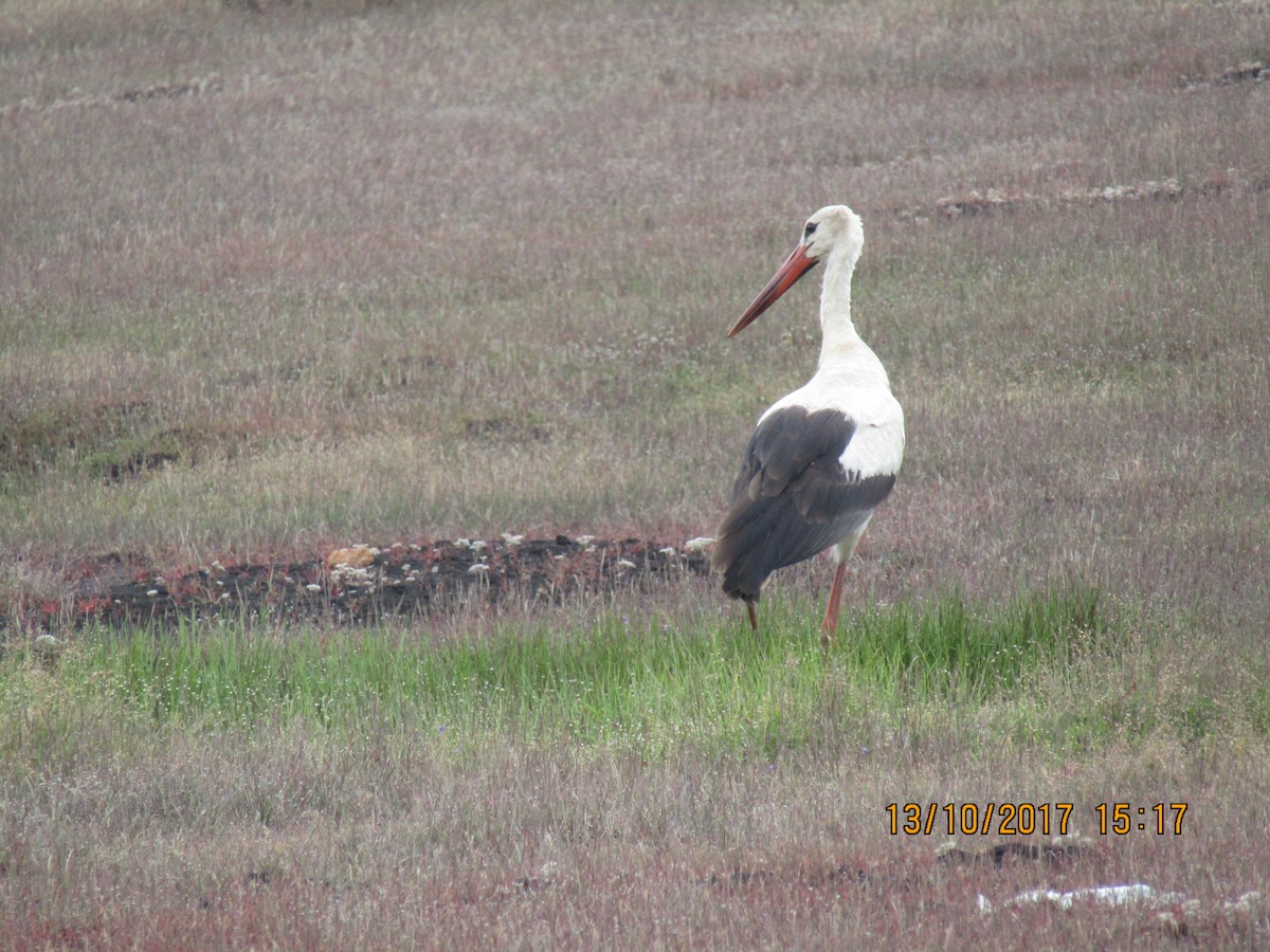 Cigüeña Blanca - ML247124001