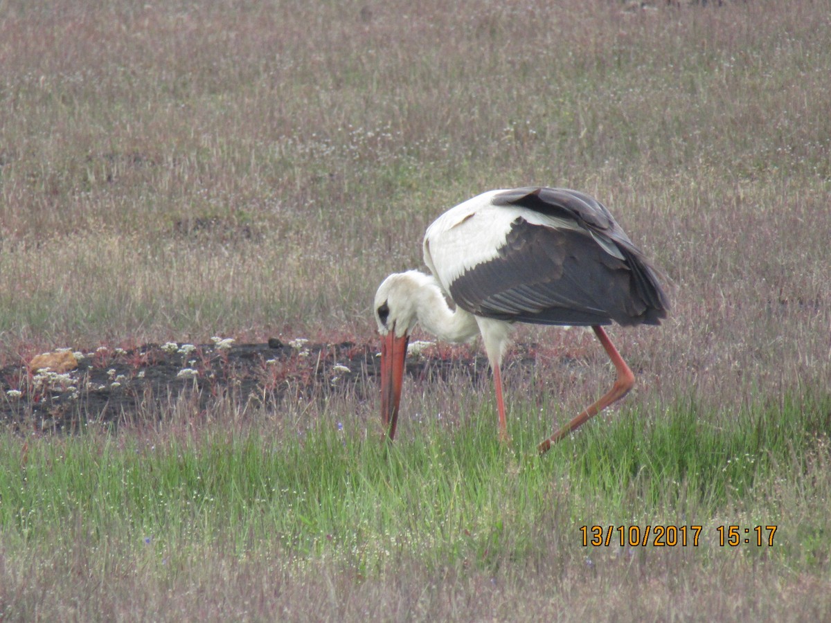 White Stork - Raju Kidoor