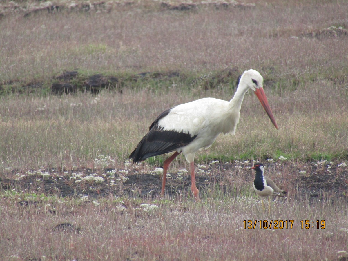 Cigüeña Blanca - ML247124341