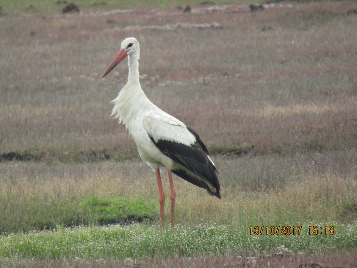 White Stork - Raju Kidoor