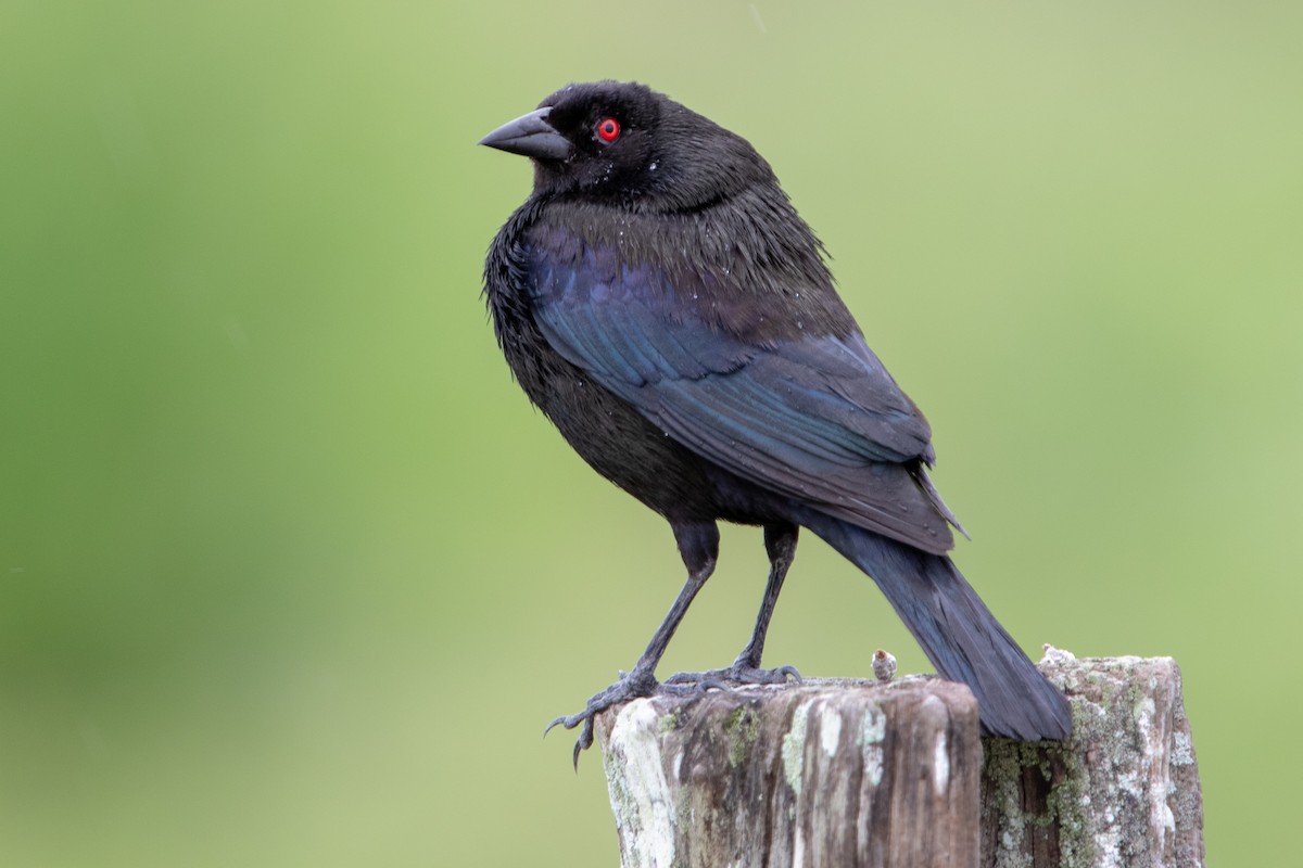 Bronzed Cowbird - ML247125111
