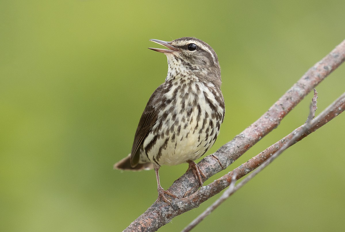 Northern Waterthrush - ML247125641