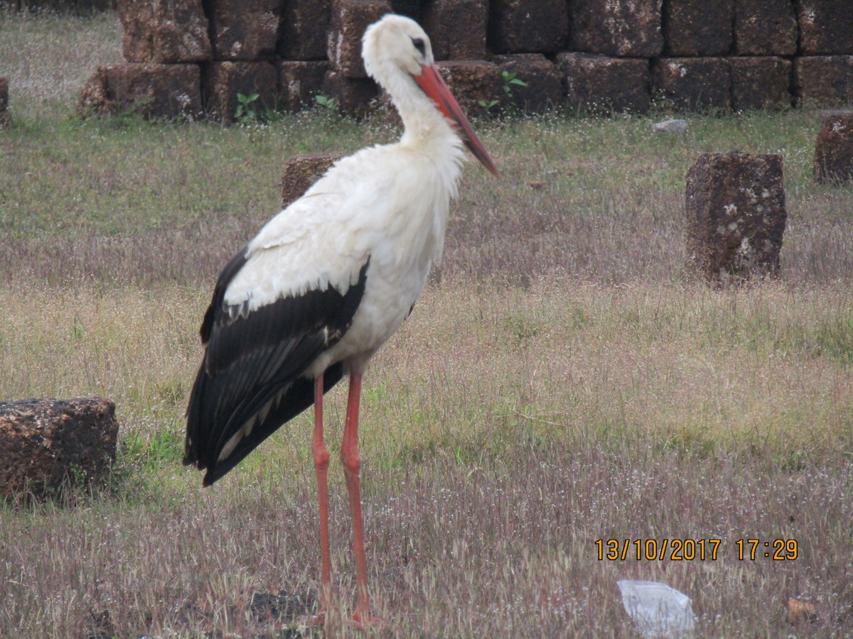 Cigogne blanche - ML247126311