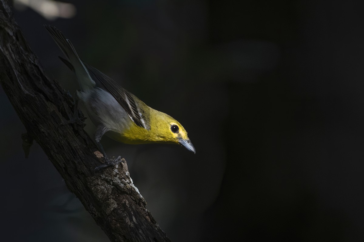 Yellow-throated Vireo - ML247126381