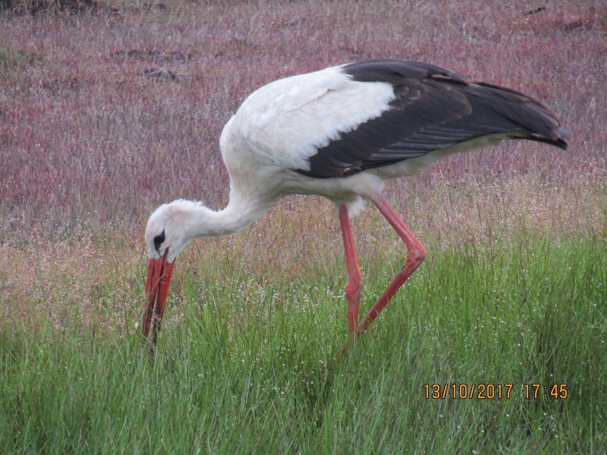 White Stork - Raju Kidoor