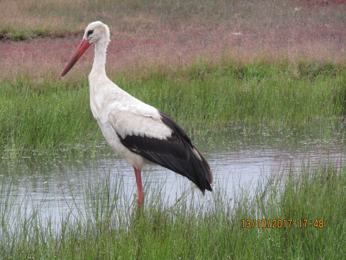 Cigogne blanche - ML247126531