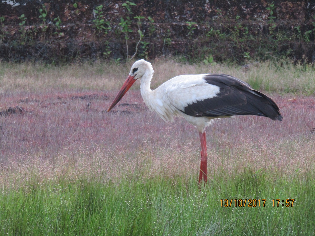 White Stork - Raju Kidoor