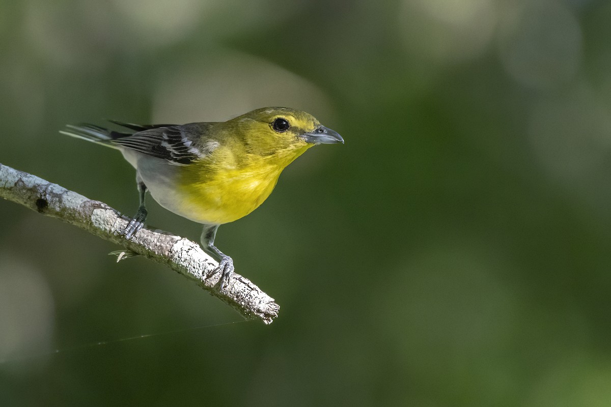 Yellow-throated Vireo - ML247126841