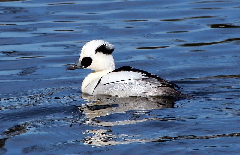 Smew - ML247128061