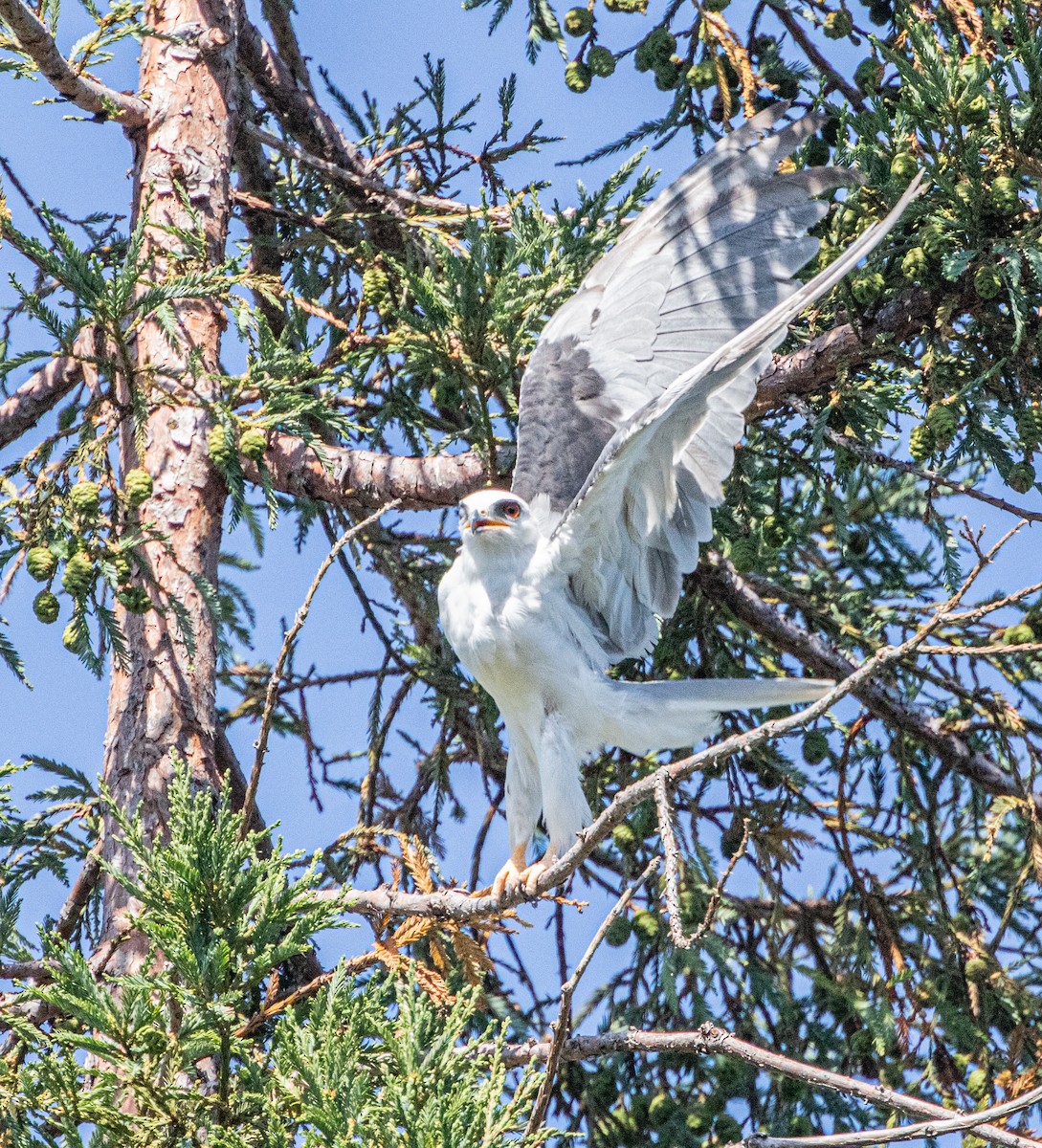 White-tailed Kite - ML247128141