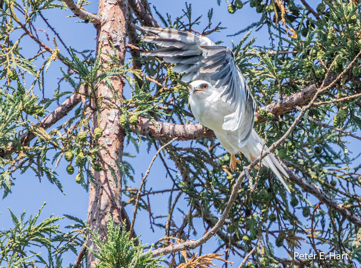 White-tailed Kite - Peter Hart
