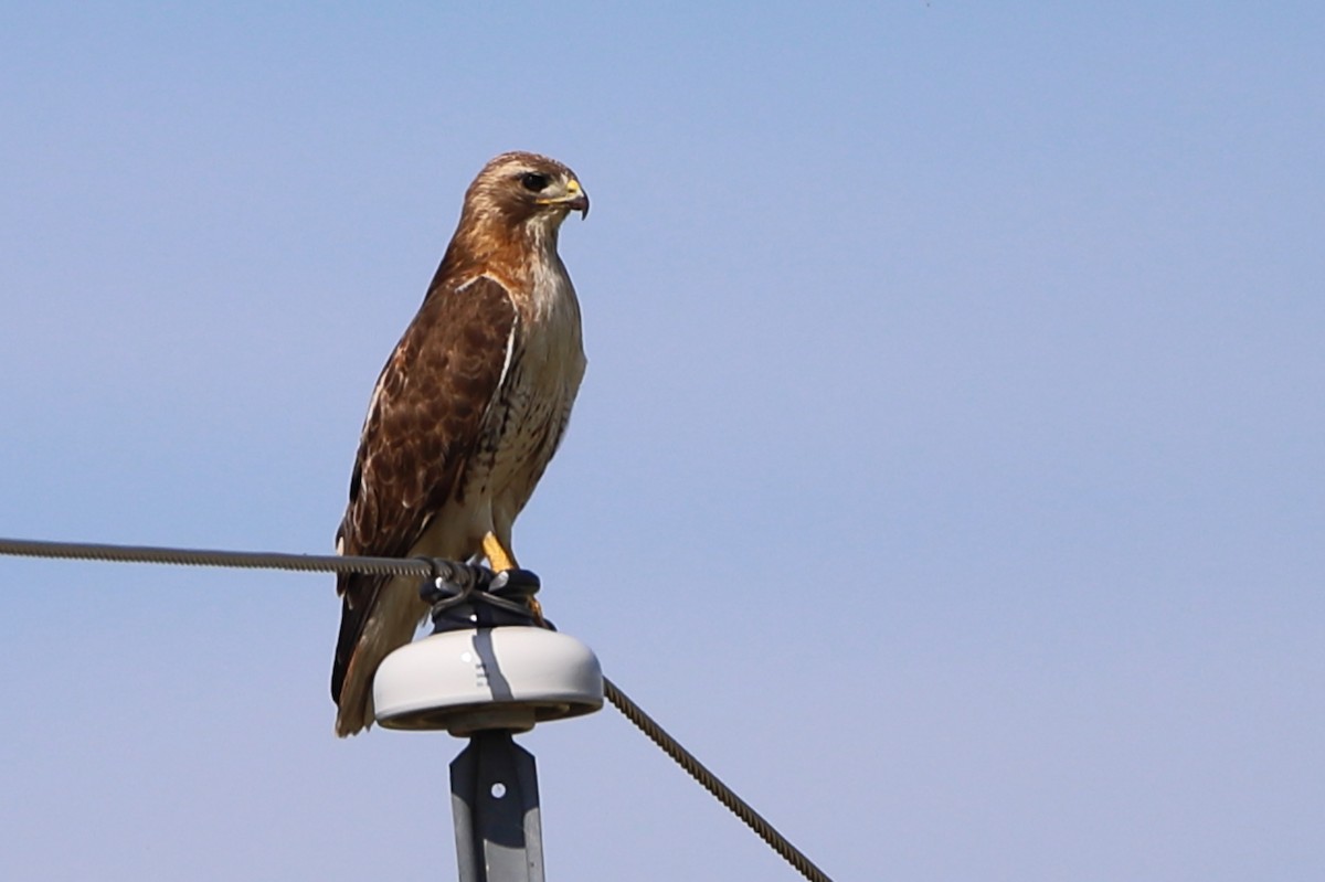 Red-tailed Hawk - ML247128691
