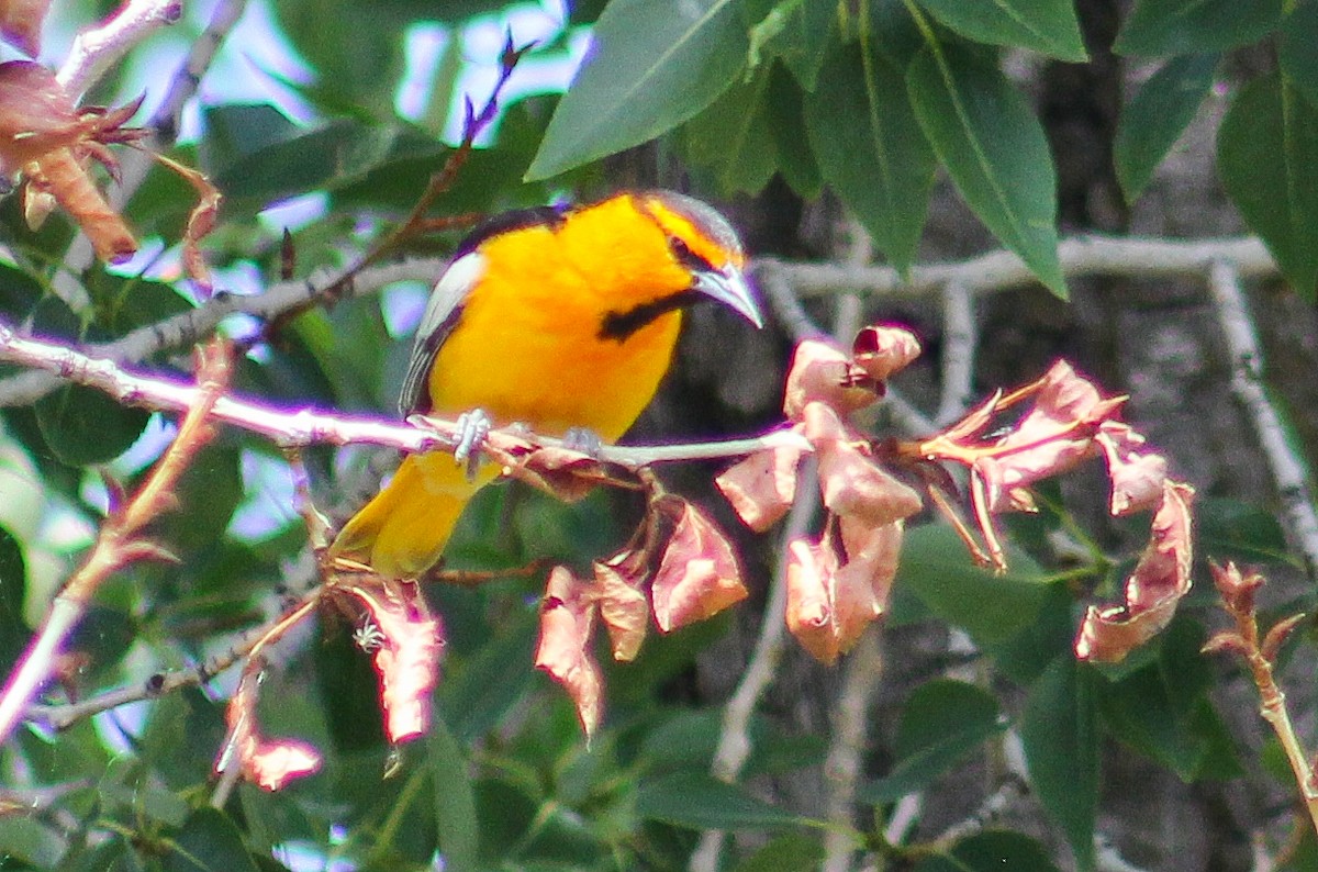 Bullock's Oriole - Alex George