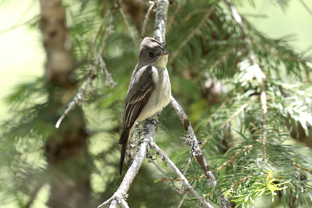 Blasskehl-Schnäppertyrann - ML247130201