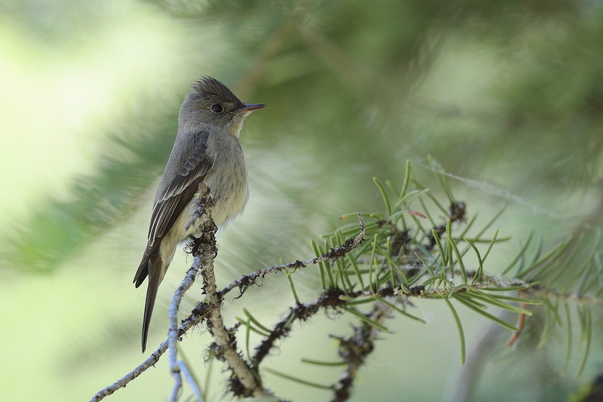 Western Wood-Pewee - ML247130251