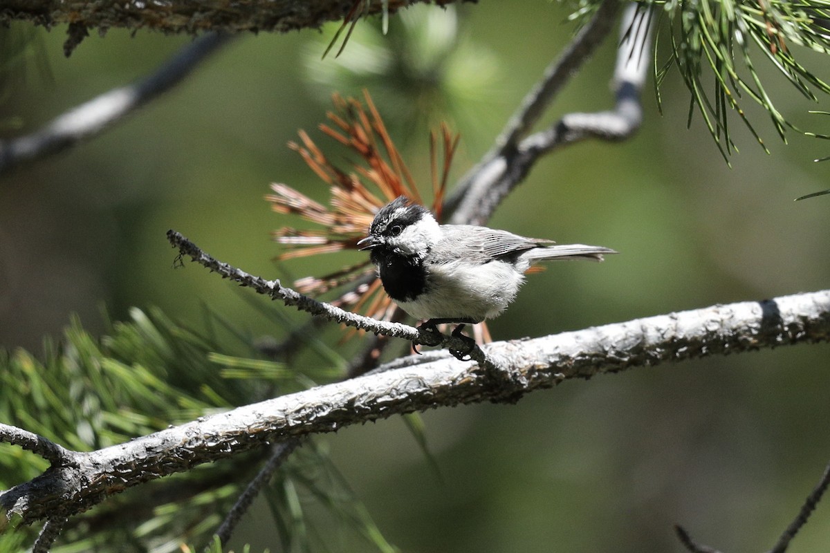 Mountain Chickadee - ML247130351