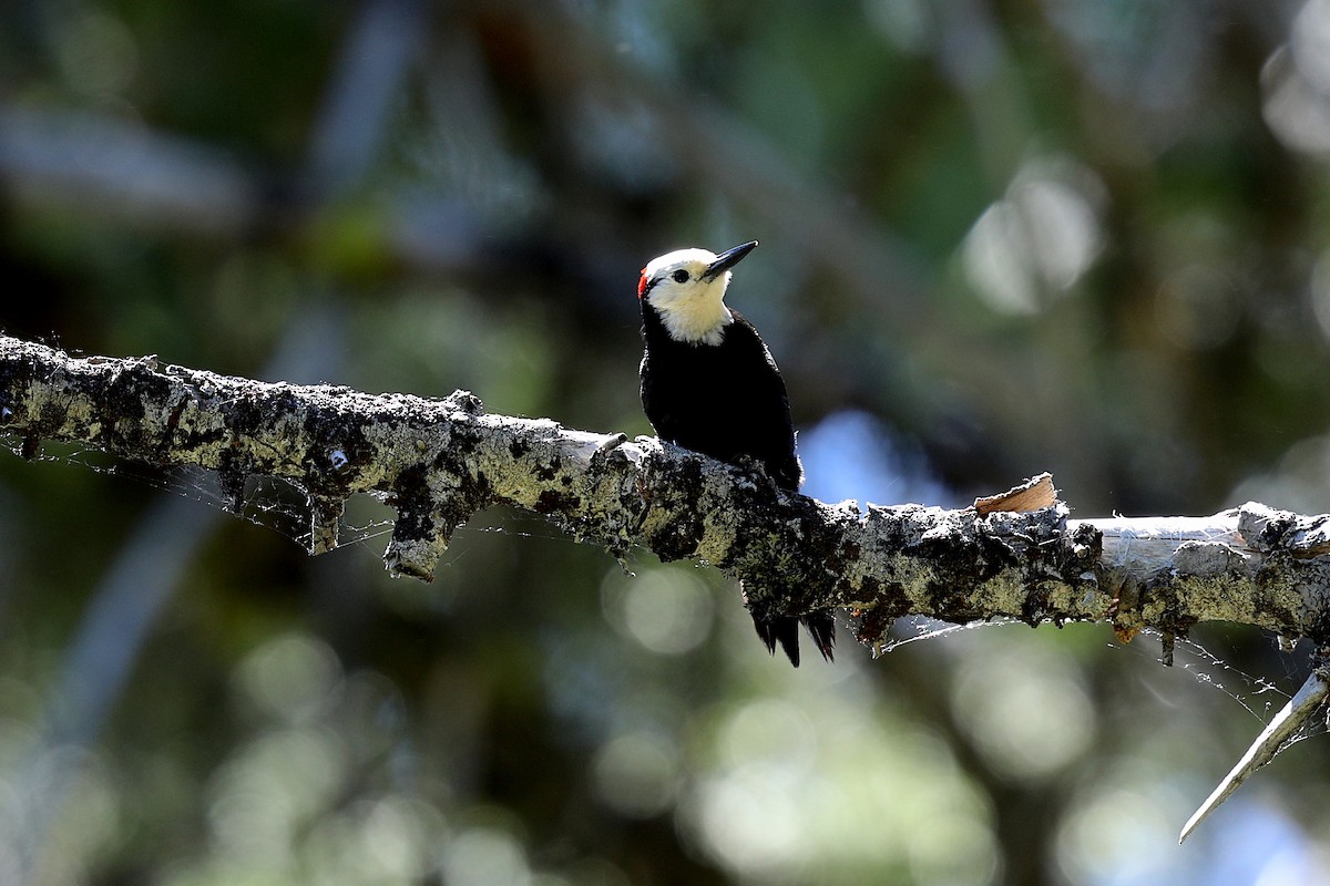 White-headed Woodpecker - ML247130561