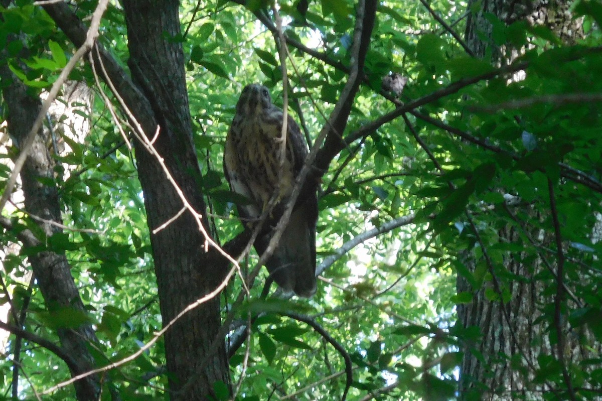 Red-shouldered Hawk - ML247130581