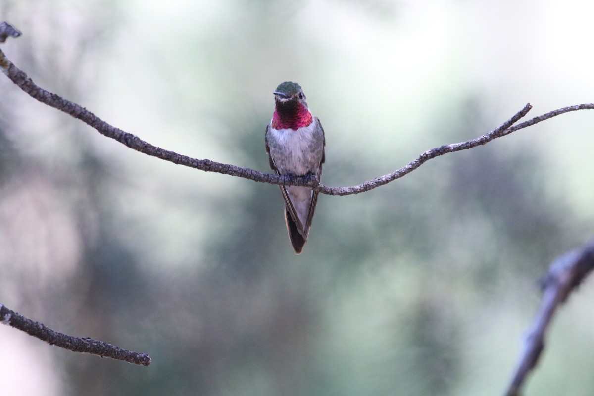 Broad-tailed Hummingbird - ML247131681