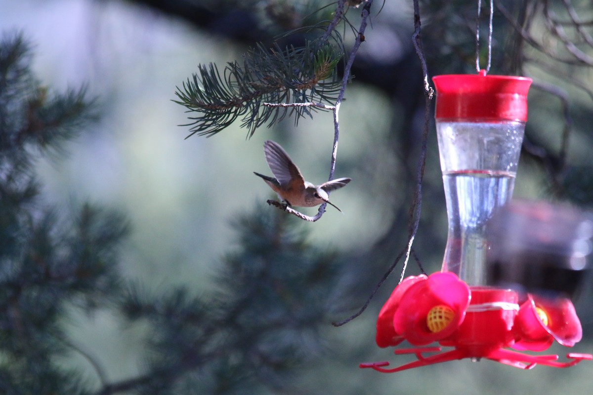 Broad-tailed Hummingbird - ML247131751