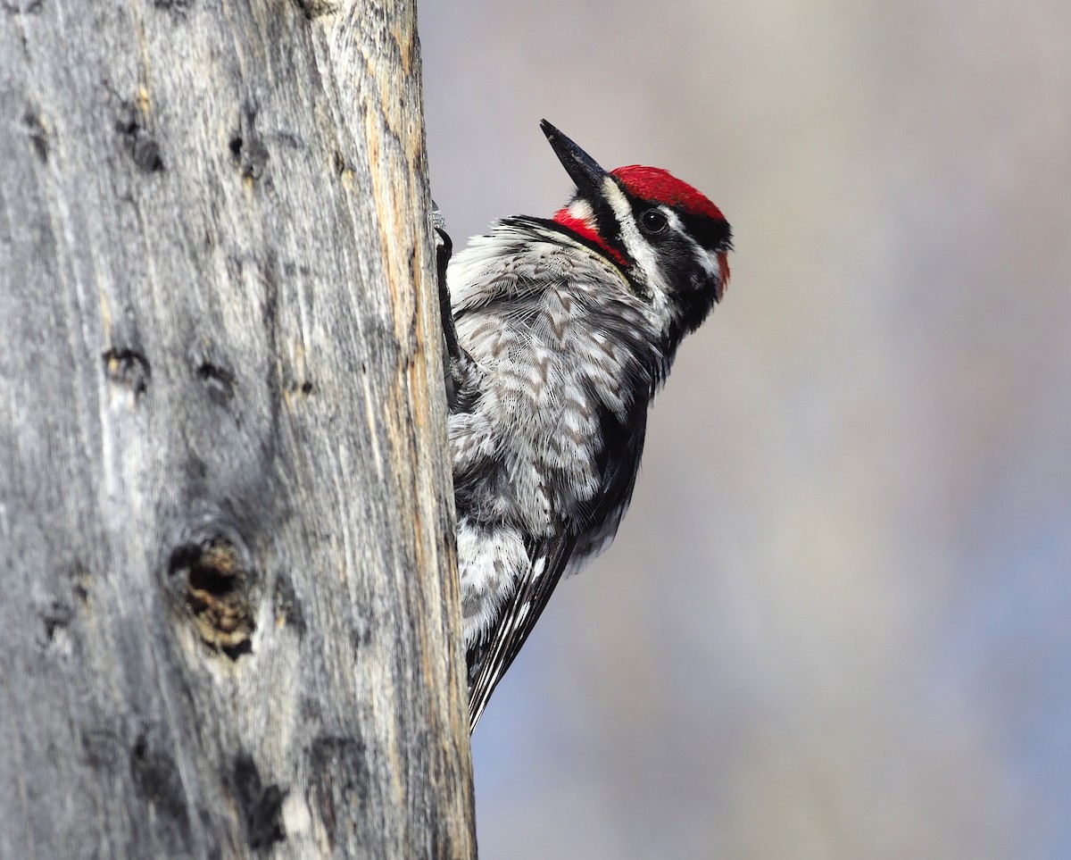 Red-naped Sapsucker - ML247131781