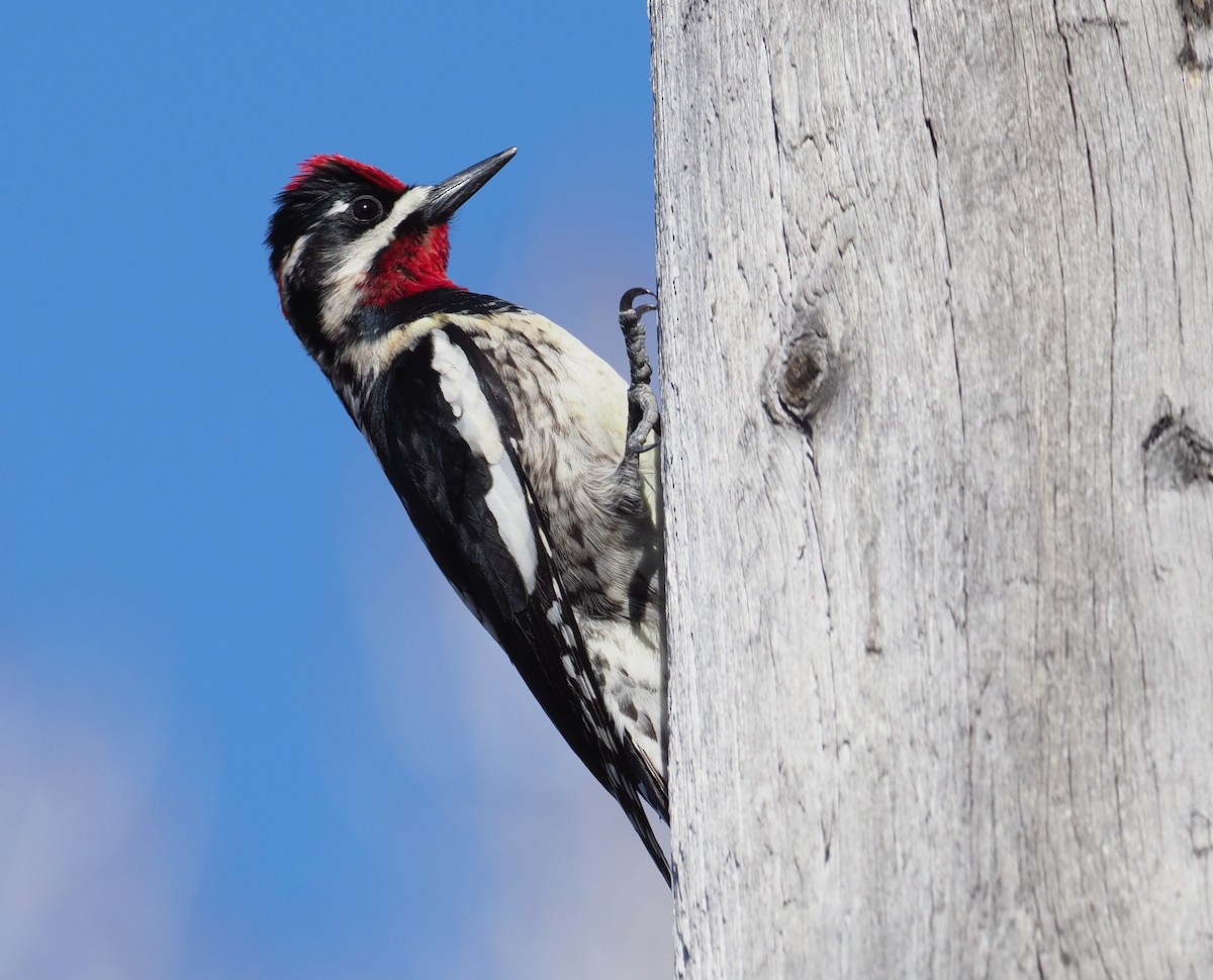 Red-naped Sapsucker - ML247131801