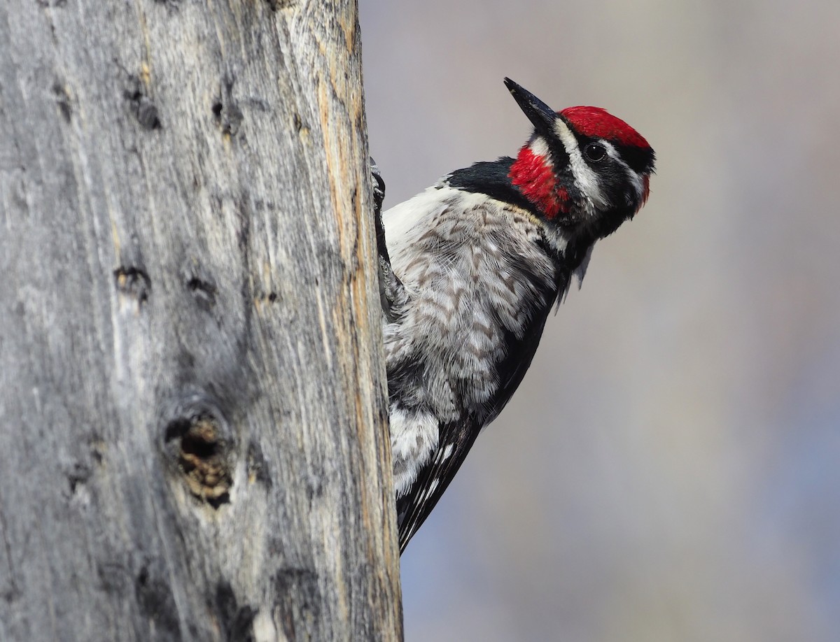 Red-naped Sapsucker - ML247131821