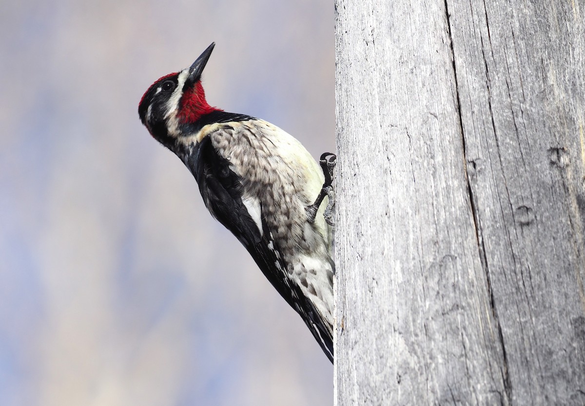 Red-naped Sapsucker - ML247131841