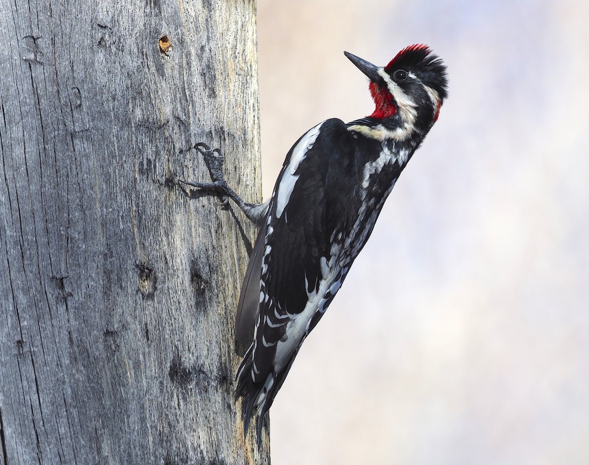 Red-naped Sapsucker - ML247131851