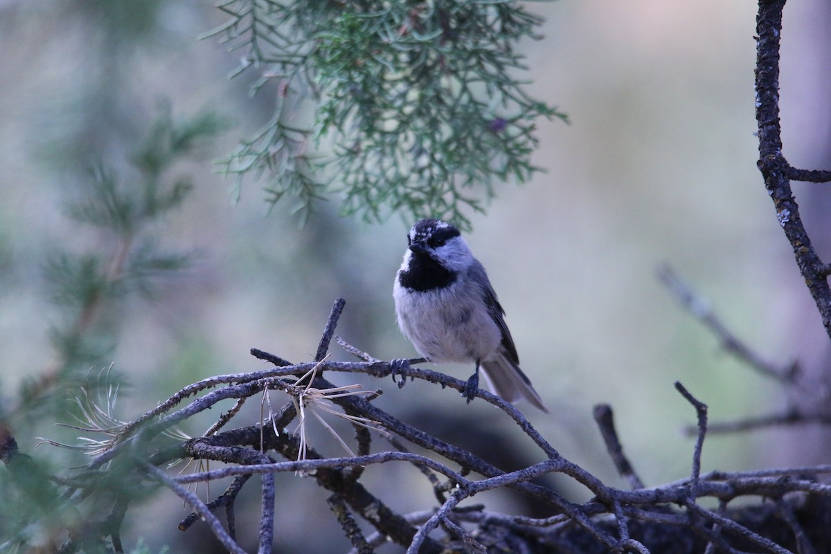 Mountain Chickadee - ML247132421