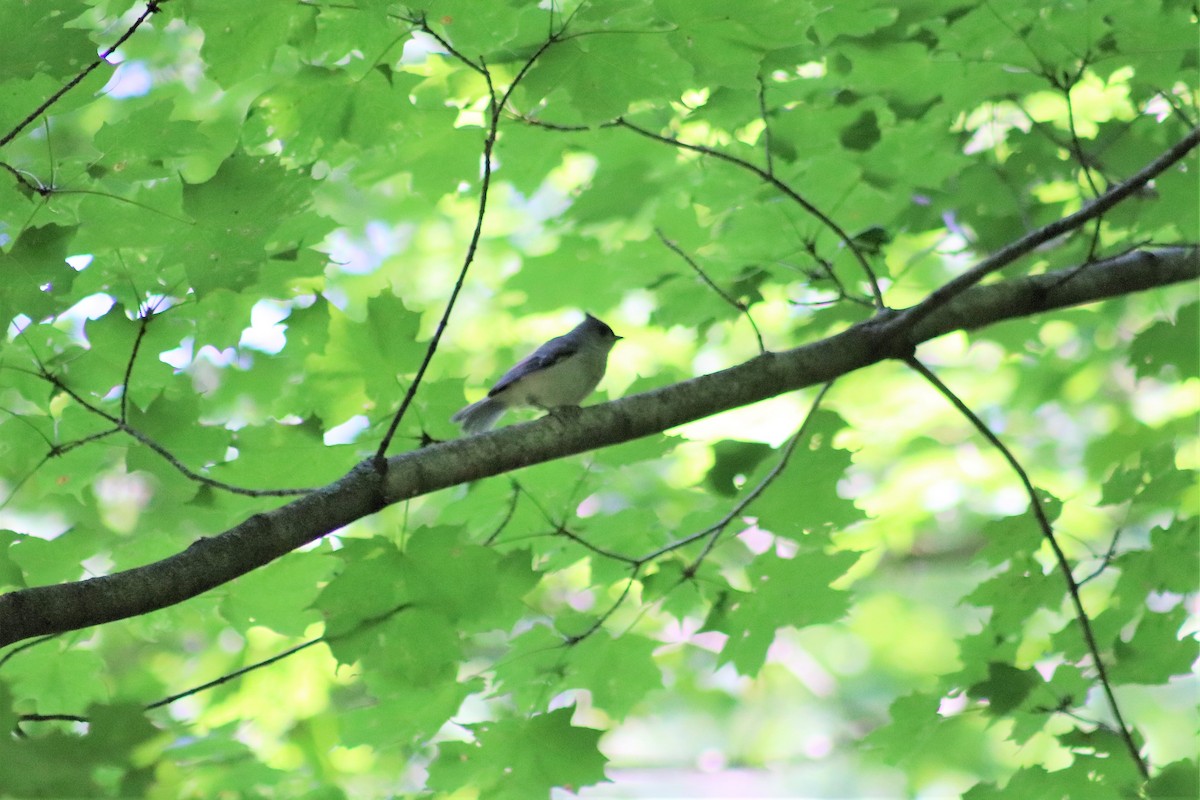 Tufted Titmouse - ML247132791