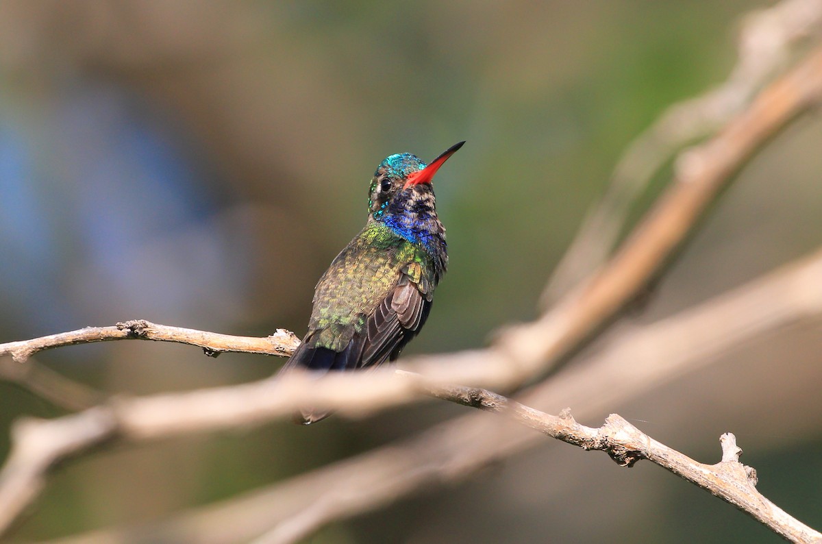Turquoise-crowned Hummingbird - ML247133241