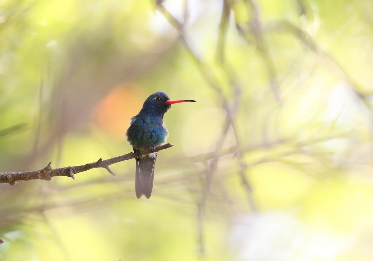 Turquoise-crowned Hummingbird - ML247133321