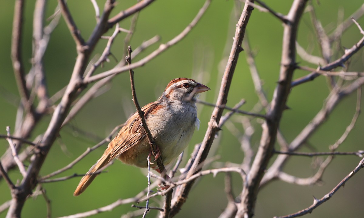 Cinnamon-tailed Sparrow - ML247133981