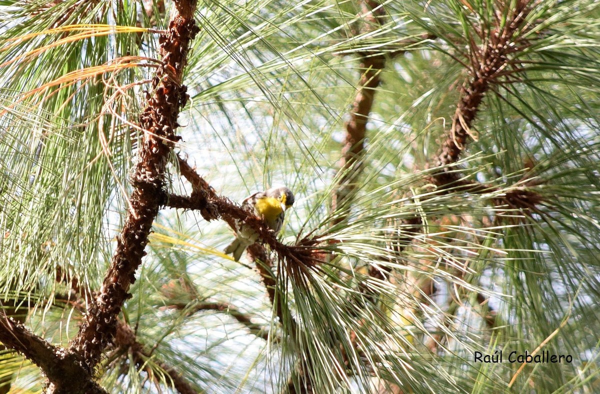 Grace's Warbler - ML24713481