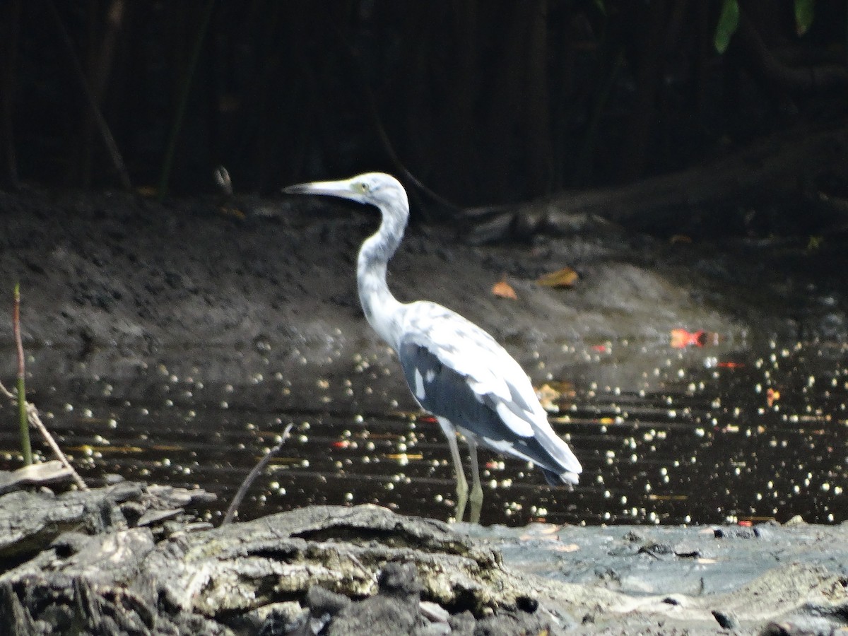 Little Blue Heron - ML247135261