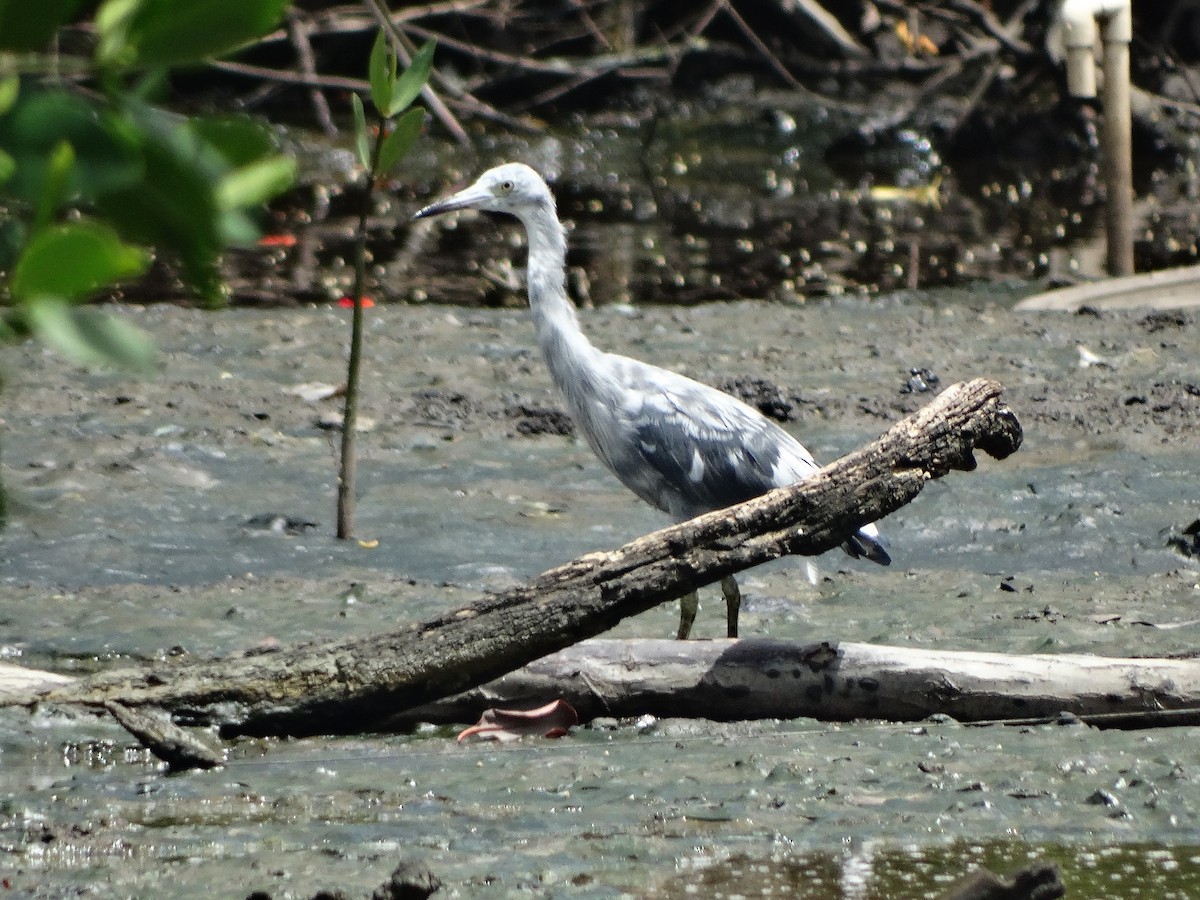 Little Blue Heron - ML247135291