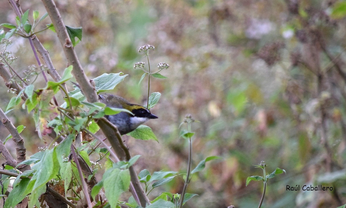 Green-striped Brushfinch - ML24713551