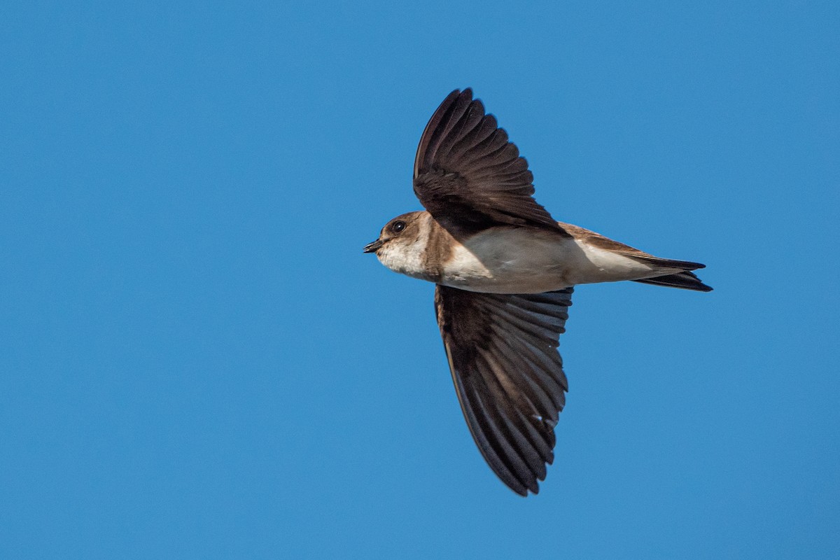 Bank Swallow - ML247135781