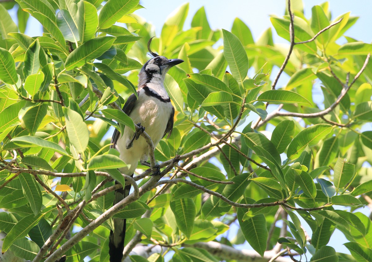 White-throated Magpie-Jay - ML247136601
