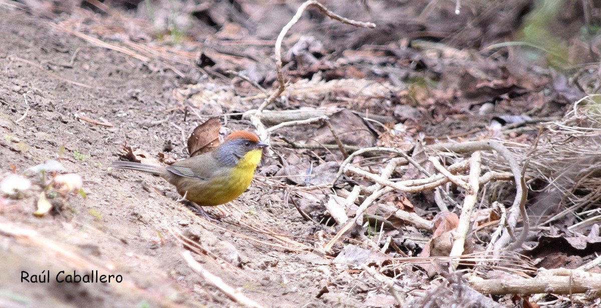 Rufous-capped Brushfinch - ML24713661