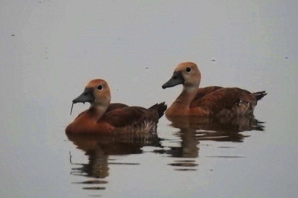 Black-bellied Whistling-Duck - George Brode