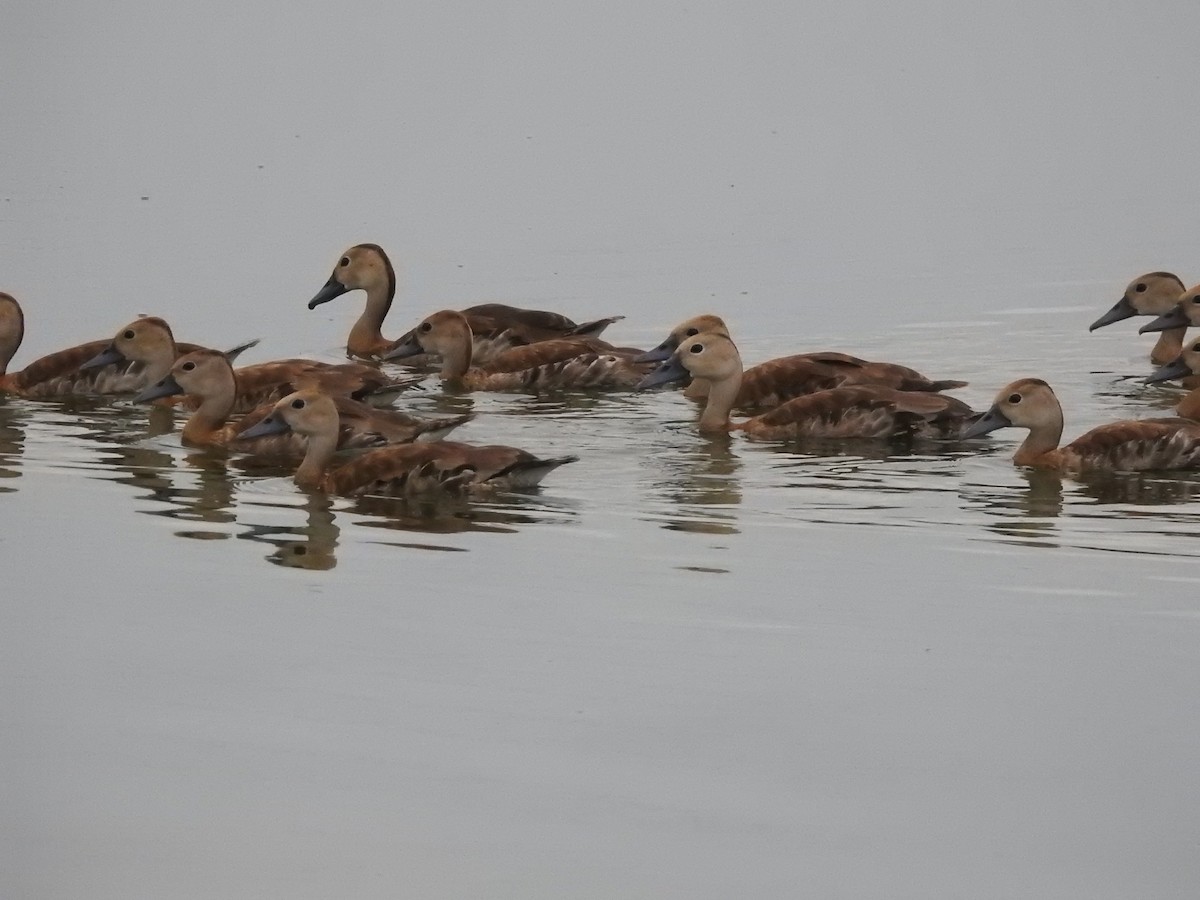 Black-bellied Whistling-Duck - George Brode