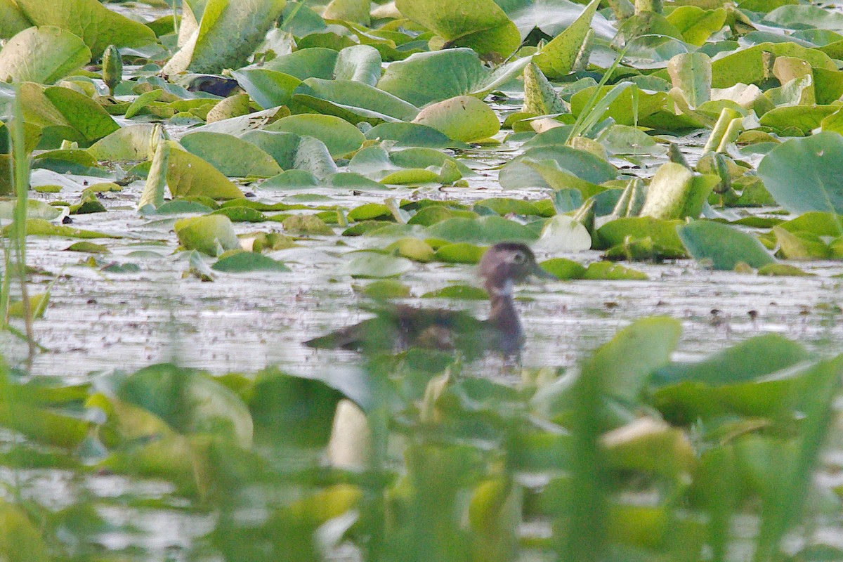 Wood Duck - ML247137601