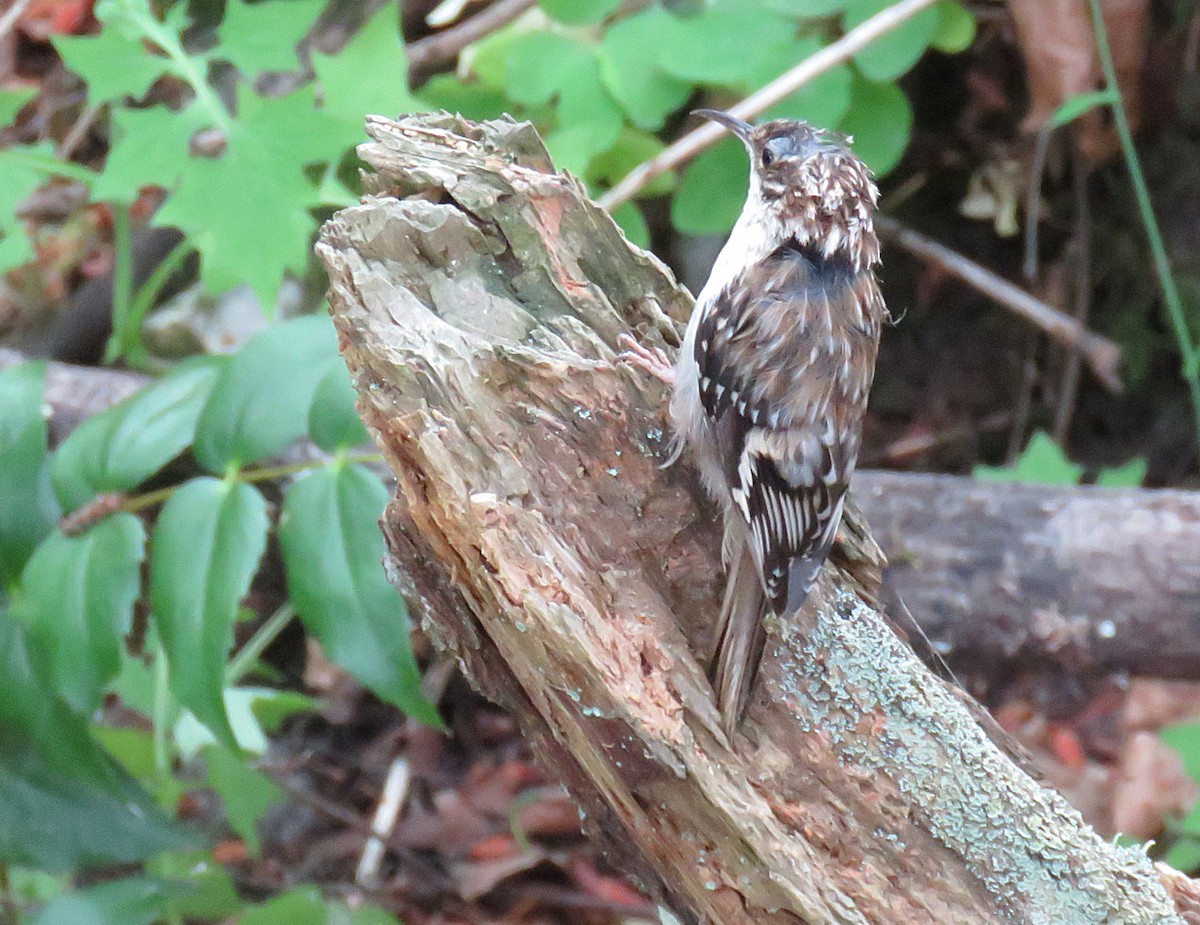 Brown Creeper - ML247138741