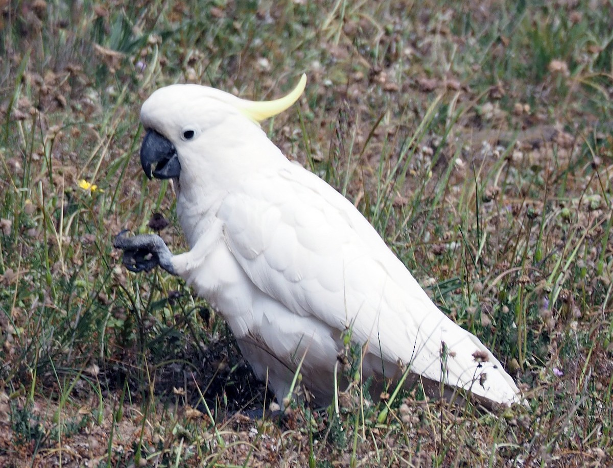 Sulphur-crested Cockatoo - ML247140291