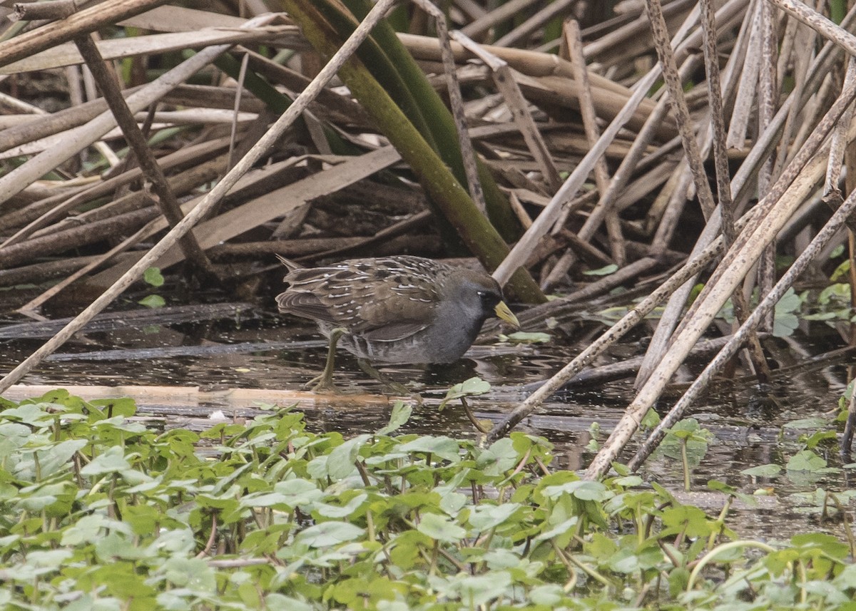 Polluela Sora - ML24714331