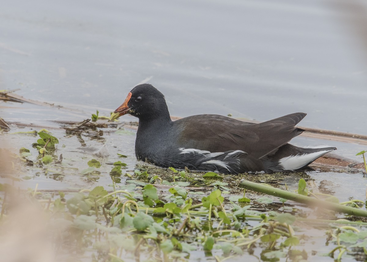 Common Gallinule - ML24714391