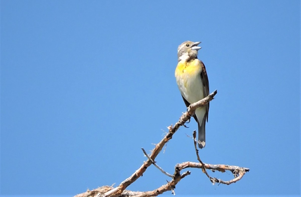 Dickcissel - ML247144971